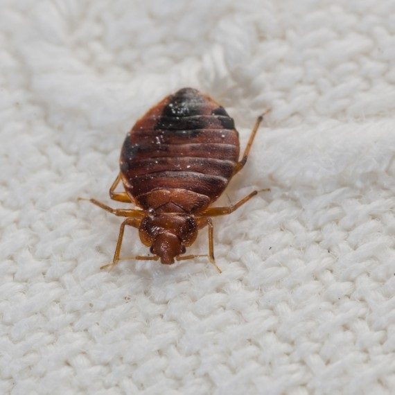 Bed Bugs, Pest Control in Perivale, UB6. Call Now! 020 8166 9746