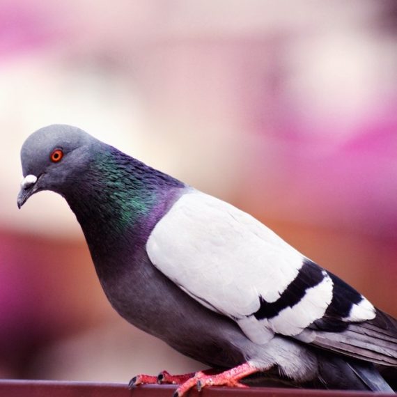 Birds, Pest Control in Perivale, UB6. Call Now! 020 8166 9746