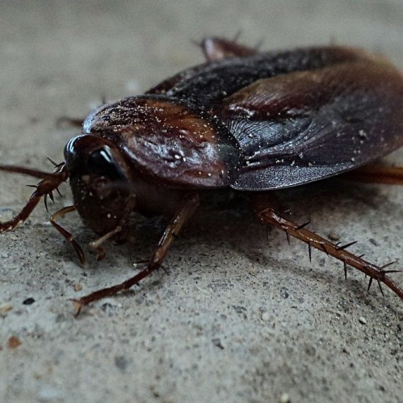 Cockroaches, Pest Control in Perivale, UB6. Call Now! 020 8166 9746