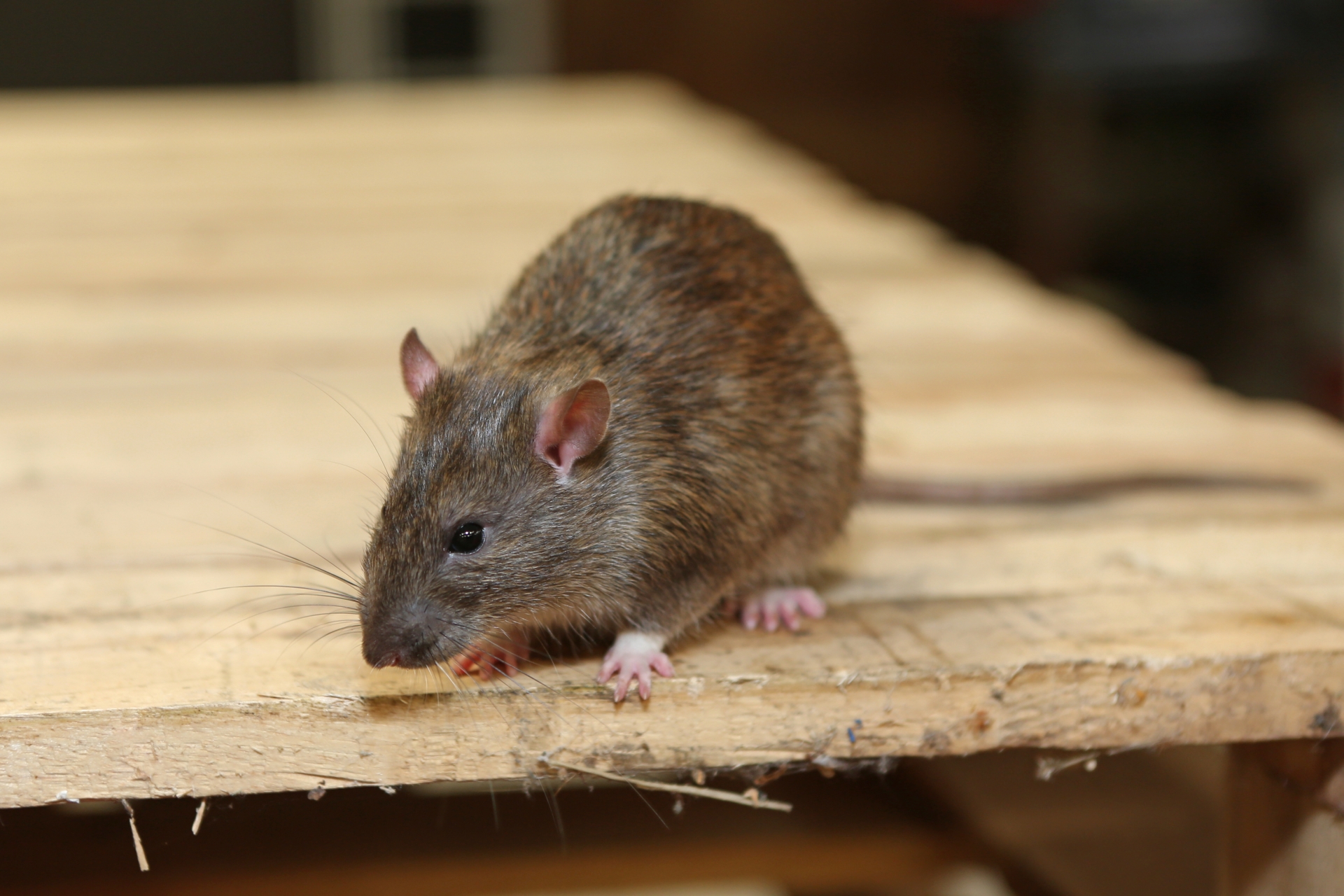 Rat Infestation, Pest Control in Perivale, UB6. Call Now 020 8166 9746