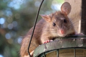 Rat extermination, Pest Control in Perivale, UB6. Call Now 020 8166 9746