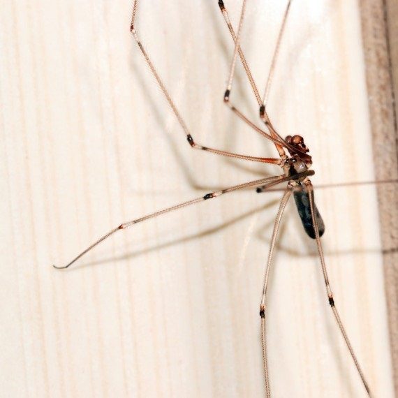 Spiders, Pest Control in Perivale, UB6. Call Now! 020 8166 9746