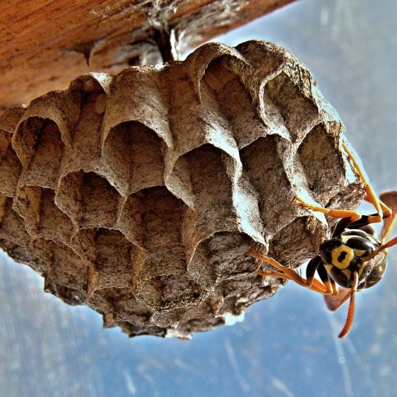 Wasps Nest, Pest Control in Perivale, UB6. Call Now! 020 8166 9746