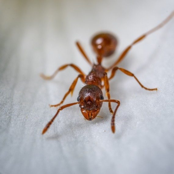 Field Ants, Pest Control in Perivale, UB6. Call Now! 020 8166 9746