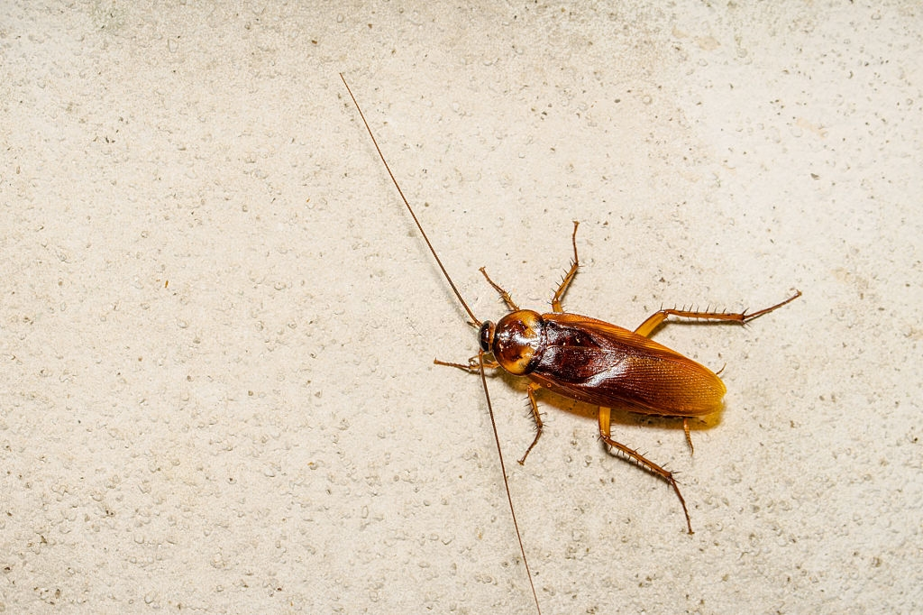 Cockroach Control, Pest Control in Perivale, UB6. Call Now 020 8166 9746