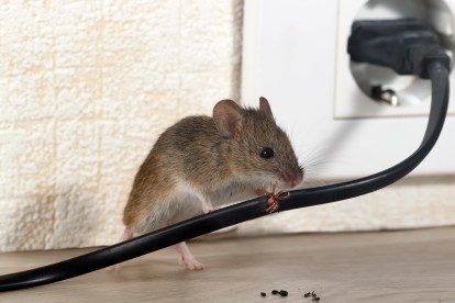 Pest Control in Perivale, UB6. Call Now! 020 8166 9746