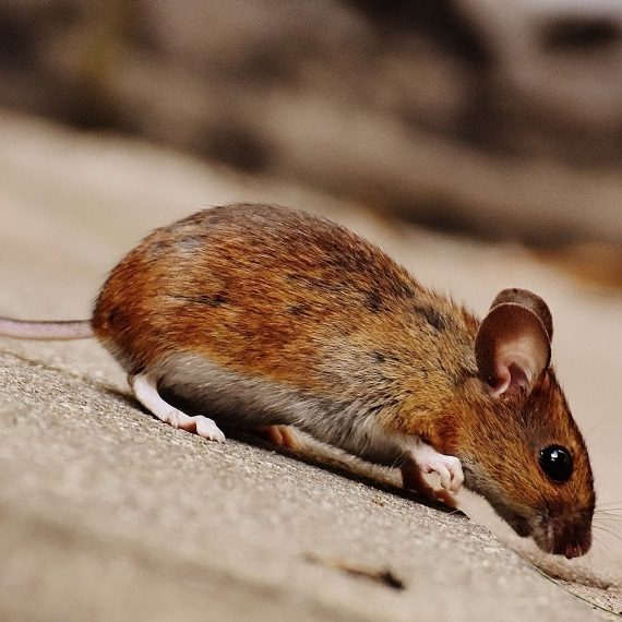 Mice, Pest Control in Perivale, UB6. Call Now! 020 8166 9746