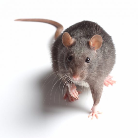 Rats, Pest Control in Perivale, UB6. Call Now! 020 8166 9746