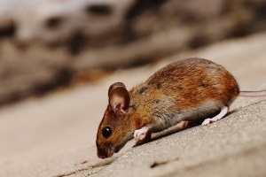 Mice Control, Pest Control in Perivale, UB6. Call Now 020 8166 9746