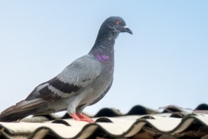 Pigeon Control, Pest Control in Perivale, UB6. Call Now 020 8166 9746
